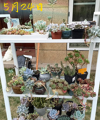 ��������״̬�����죬�ֺ��ַ�