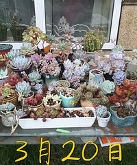 ��������״̬�����죬�ֺ��ַ�