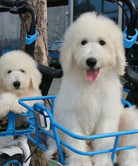 �������͹��������������ĸ�۸񳬼�ʵ��