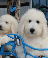 �������͹��������������ĸ�۸񳬼�ʵ��