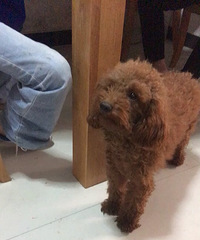 �Һ���������һֻ̩�ϡ�