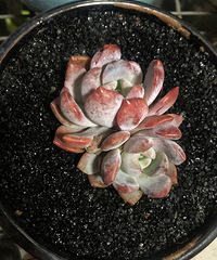 �Ӱ��ֵ�����