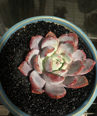 �Ӱ��ֵ�����