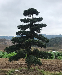 ���ڳ��������޺���