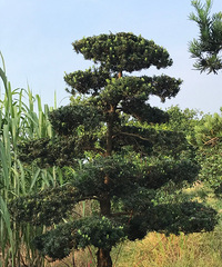 �����޺���