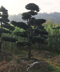 �����޺���