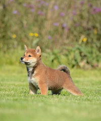 ˫Ѫͳ��Ʒ��ȮС��