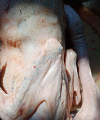 ���۸��᡿������ë�׵���Ѽ��ô������