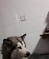 Ϊ��ʧ�İ���˹��Ѱ������