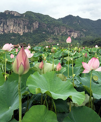 ̨��������Կ��ɻ���̨���ͺ�ʤ�ض������