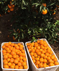 �����Լ�ӿȪ��ɽ�۽ۼ۸�ʵ��