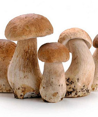 ���۸��᡿���ڲ˳����Ģ�����Գ�����û���ؽ�������