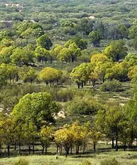 �й���Ҫ�ɳ���һ��ǰ�޹������飬ë����ɳĮҪ�����ˡ�