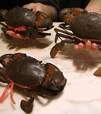 ������ָ�������100��50���ϲ��ⶥ��˫ʮһ���ָ����Ը����ҡ�