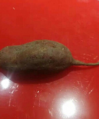见过长得这么像老鼠的番薯吗?