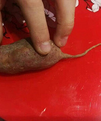 见过长得这么像老鼠的番薯吗?