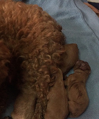 �Ҽ�¶¶����4��С����