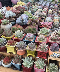 �����Ŷ�