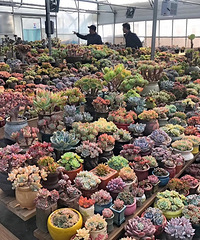 �����Ŷ�