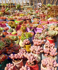 �ص����ڷŶ������ܶ���������