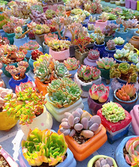 �ص����ڷŶ������ܶ���������