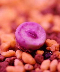 ֻΪ�˷Ŷ�����