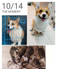 ����С�»���������