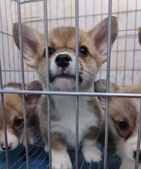 ����С�»���������