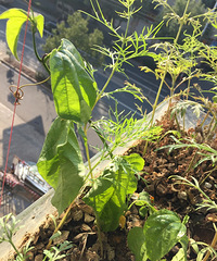 ��һ���ǻƽ�����