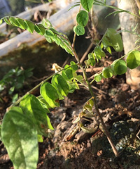 ��һ���ǻƽ�����