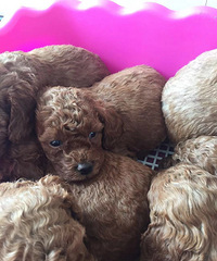 ��ɫ̩��600һֻ��