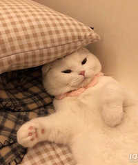 91��GG175�����ͣ��Ը񲻴���ϣ��Ե��������