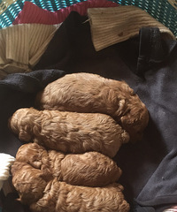 ̩�ϱ�������Ŷ���������ǳ����֡�