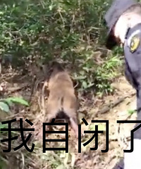 野猪误闯景区玻璃天桥,吓到劈叉!送回山林后"自闭&