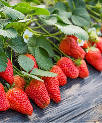 ��ݮ԰�Ҳȹ����ˣ����ҽ��ܶ����Ҹ���ѷ�