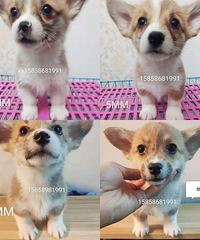 ����С�»���