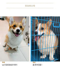 ����С�»���