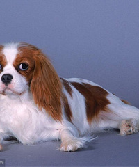 Ӣ����ʿ������Ȯ