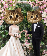 ƽ�����ˣ���ƽ���İ���2018ϲ���Ž���ռǡ�