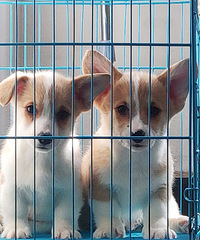 �����»�����������Ʒ��