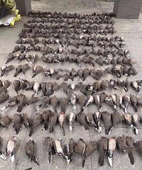 ���������˽��400ֻ����, ���ֲ����ǡ���