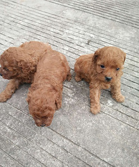 �����Լ����µ�С̩�ϣ��ܾ�������