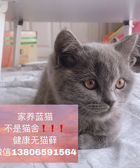 �Լ�������è���Բ���è�ᣬ����è������û