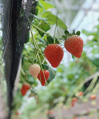 ��̨��ժ��ݮ�ص㼯�ϡ�����36��ժ��ݮ�ص�