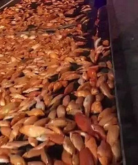 可惜!满满一车活泥鳅台州高速上翻滚!更悲催的是后方百万奔驰.