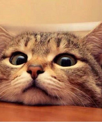 90������С��磬���������������������è