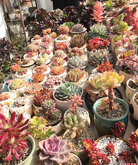 ��̨���⽥Ũ