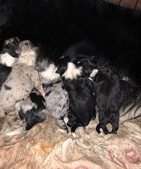 ����������������Ԥ��