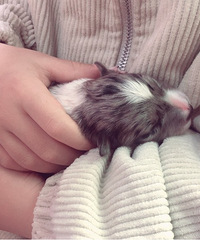 ����������������Ԥ��