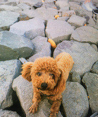 �г��������